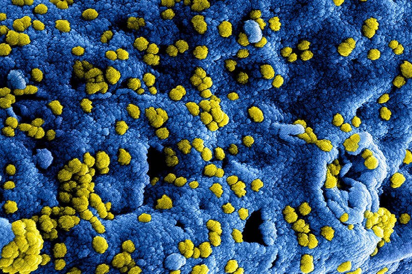 coronavirus header image